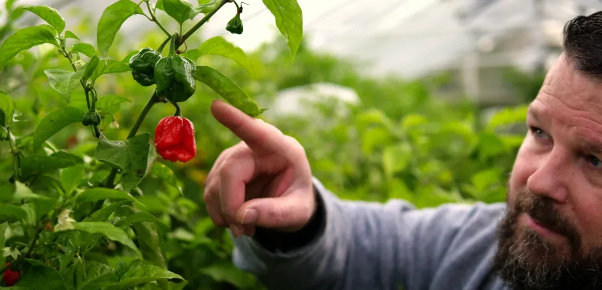 A man points at a chili in a garden
